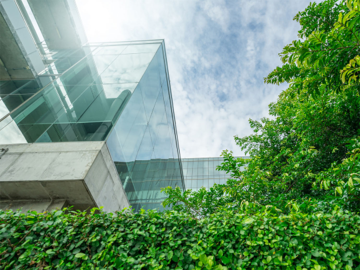 Frog's eye view of greenery next to a modern building